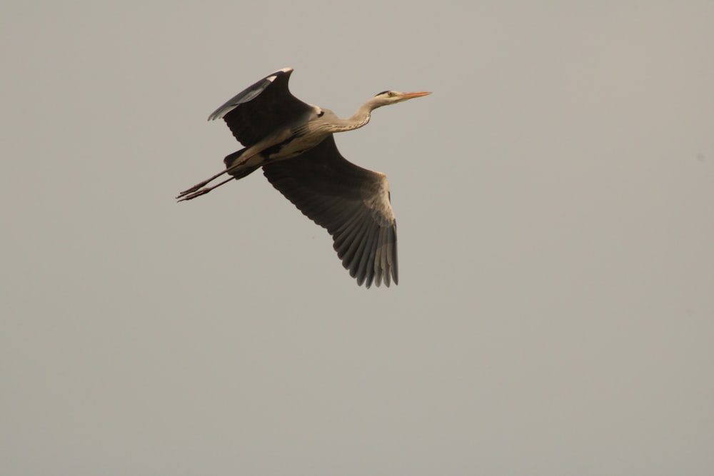 a large bird flying through a gray sky