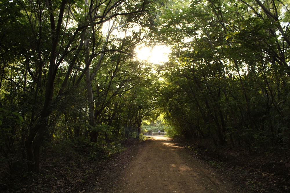 a dirt road surrounded by lots of trees