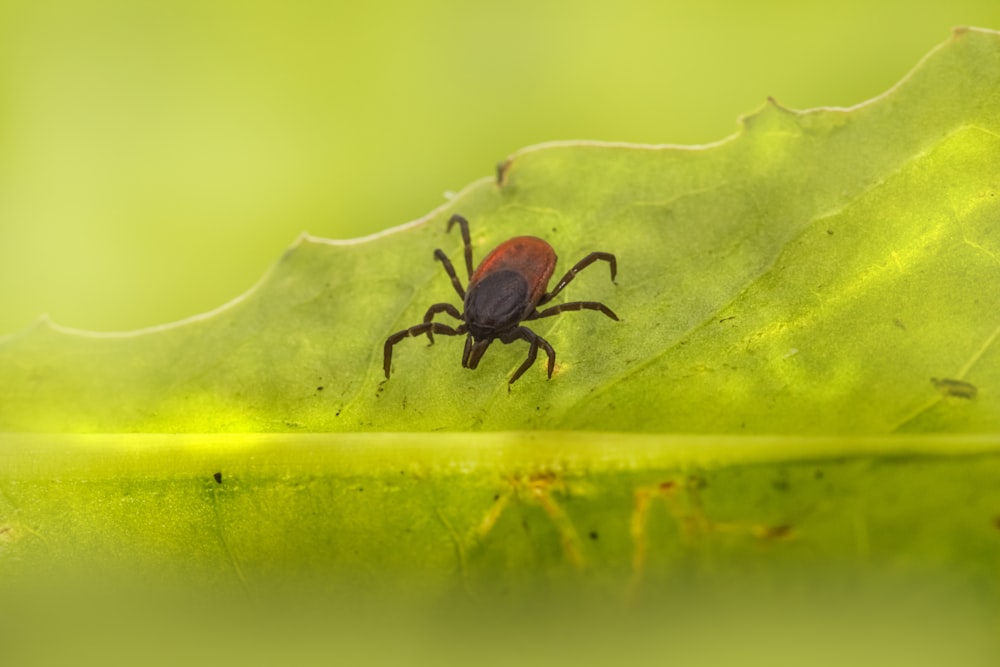a tick crawling on a green leaf
