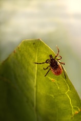 a spider sitting on top of a green leaf