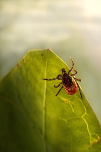 a spider sitting on top of a green leaf