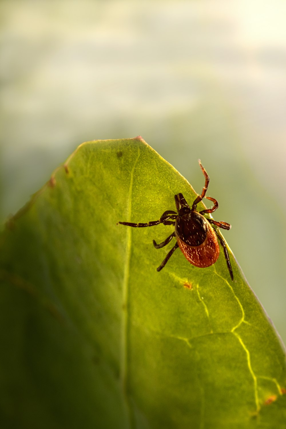 a spider sitting on top of a green leaf