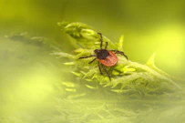 a red spider sitting on top of a green plant