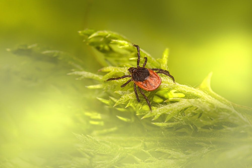 a red spider sitting on top of a green plant