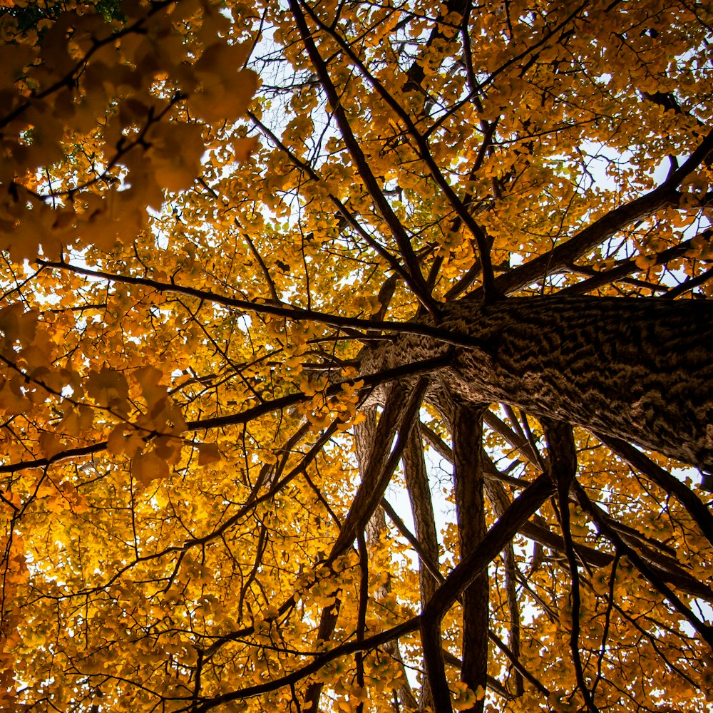 mirando hacia un árbol con hojas amarillas