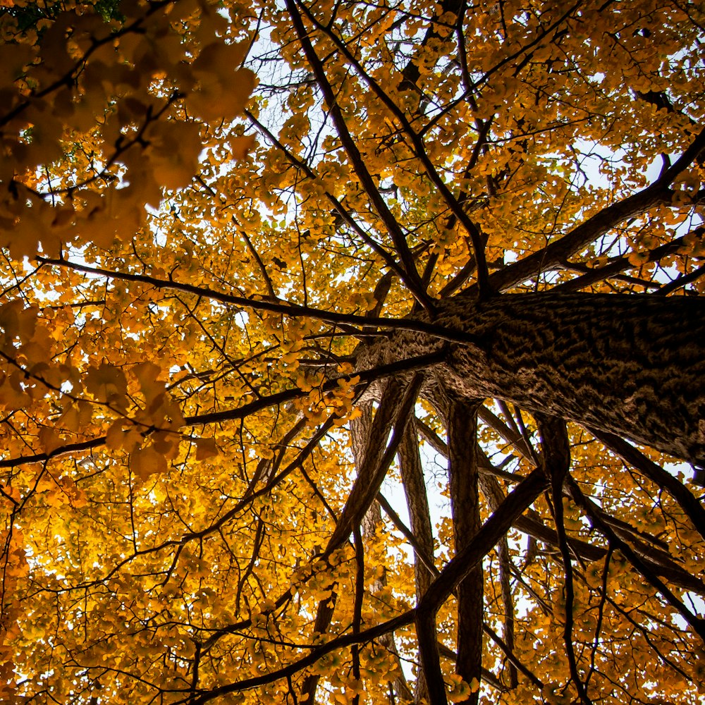 looking up at a tree with yellow leaves