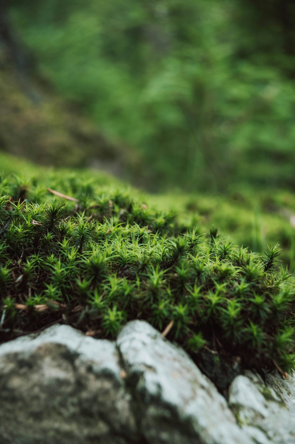 a close up of a moss growing on a rock