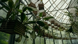 A greenhouse interior with several hanging plants in wooden containers. The plants have broad green leaves, and the wooden containers are suspended from the ceiling, creating a linear pattern. The glass walls and ceiling allow light to filter through, casting soft shadows over the plants.