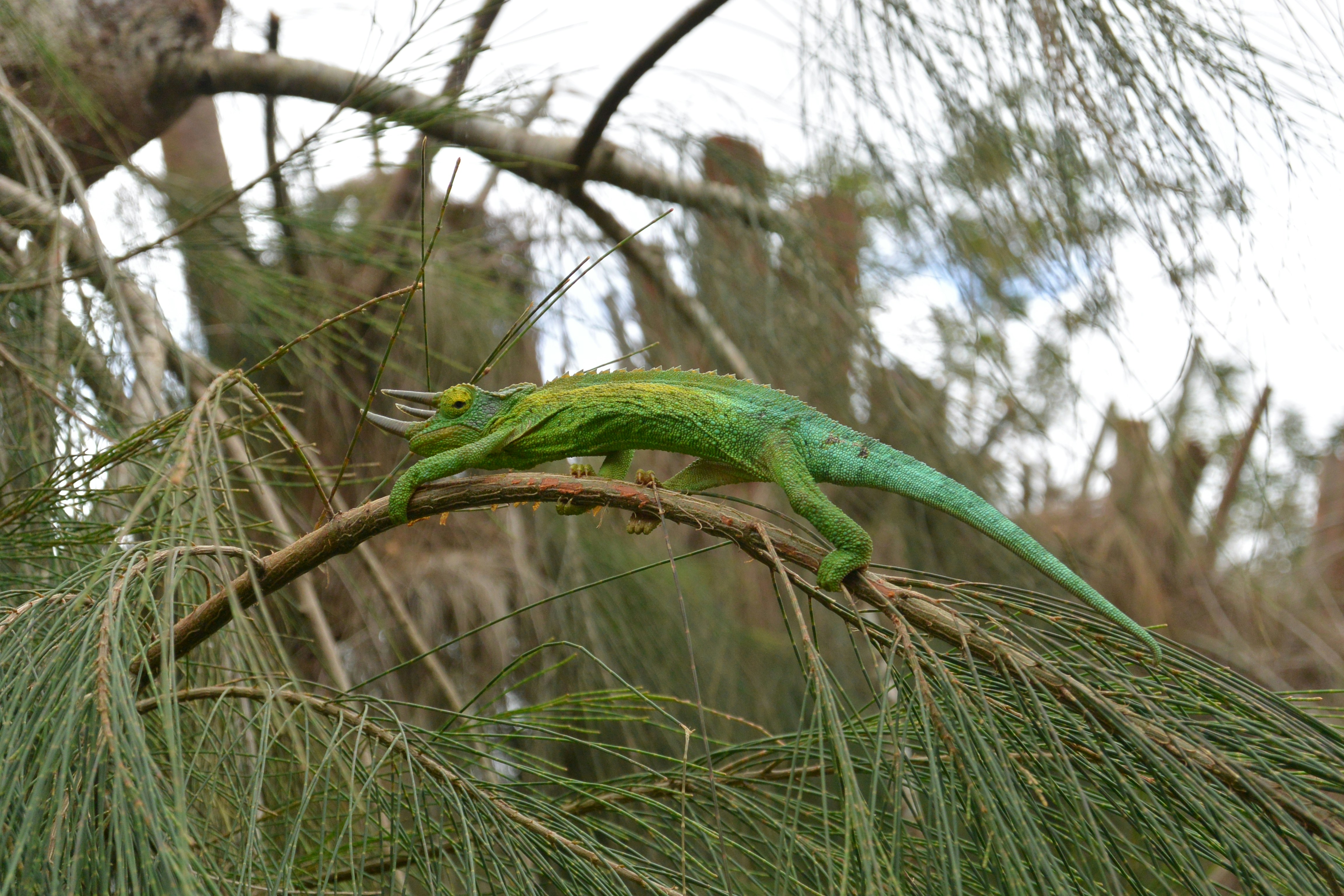 a green lizard sitting on top of a tree branch