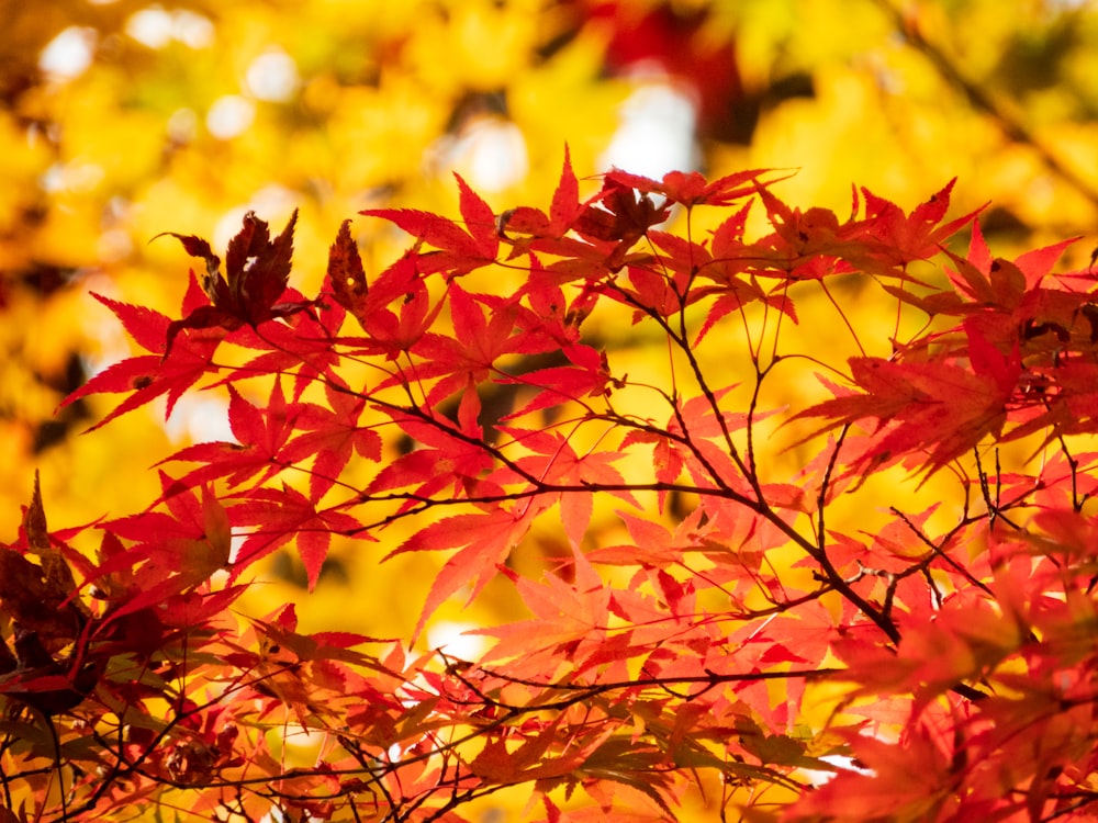 a close up of a tree with red leaves