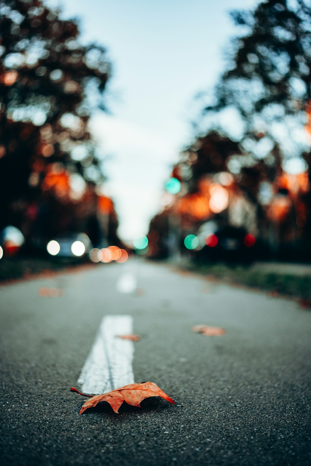 a leaf is laying on the side of the road