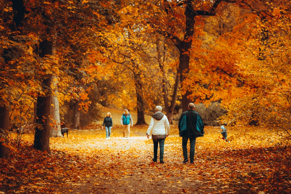 a group of people walking down a leaf covered path