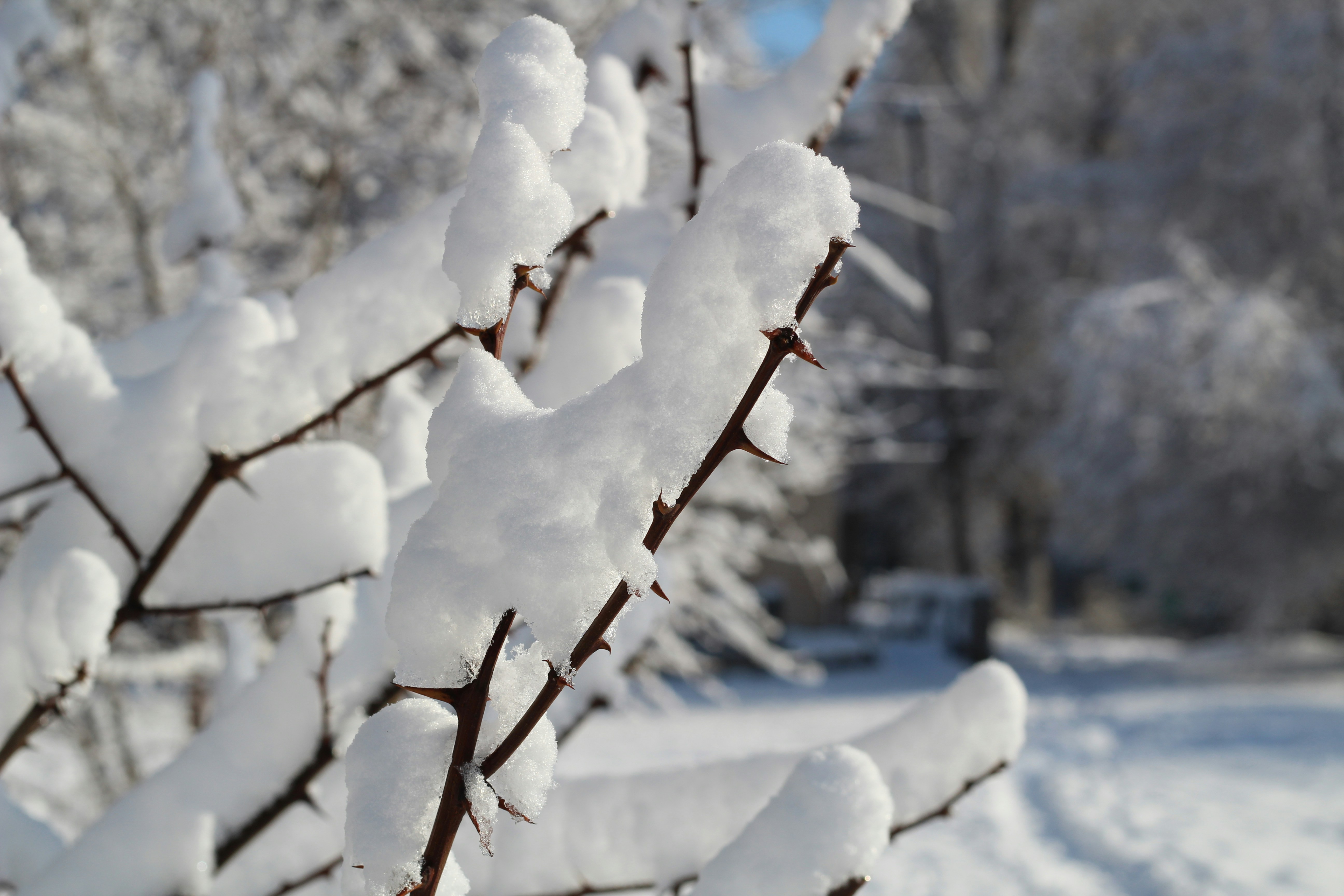 Photo by marina_yalanska