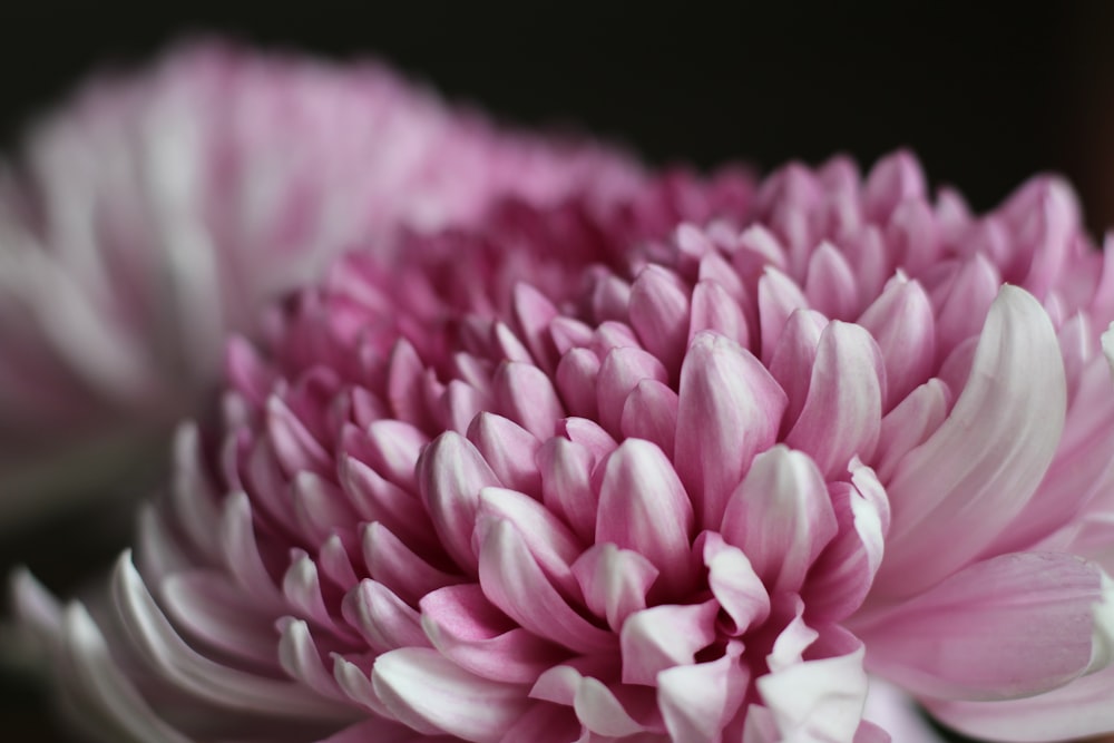 a close up of a pink and white flower
