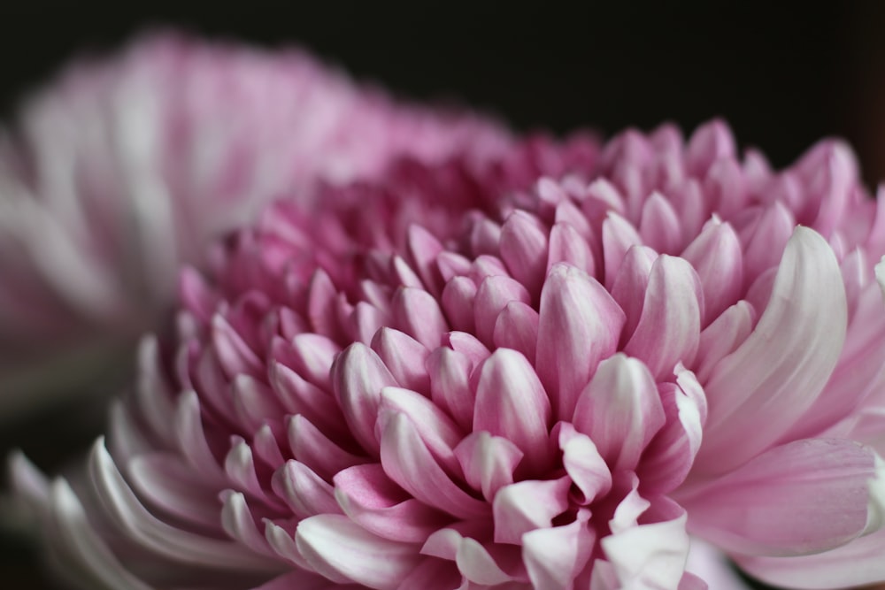 Un primer plano de una flor rosa y blanca