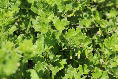 Zestberry plant showcasing strong lateral branches under bright grow lights.