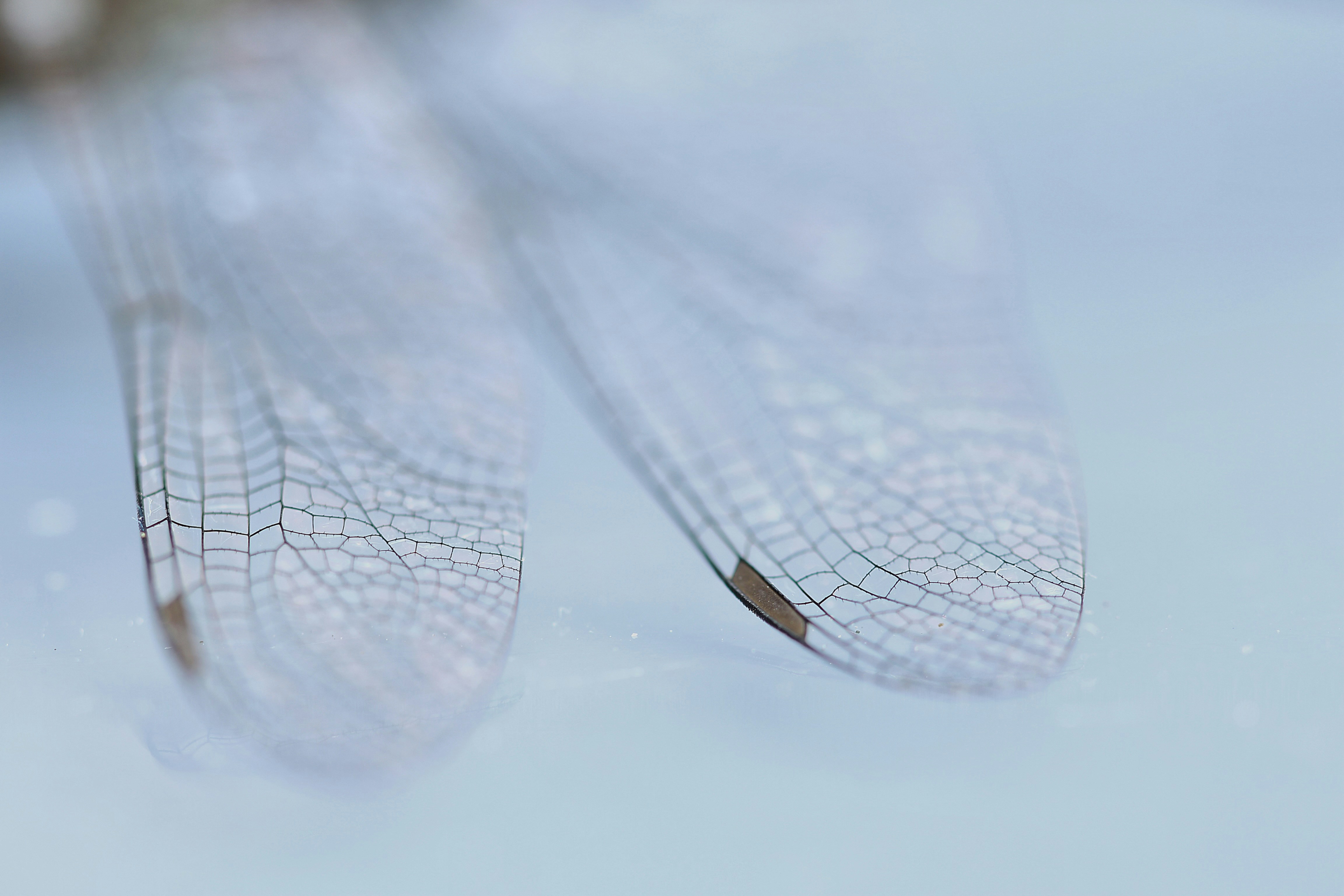 Afbeelding van Drachten