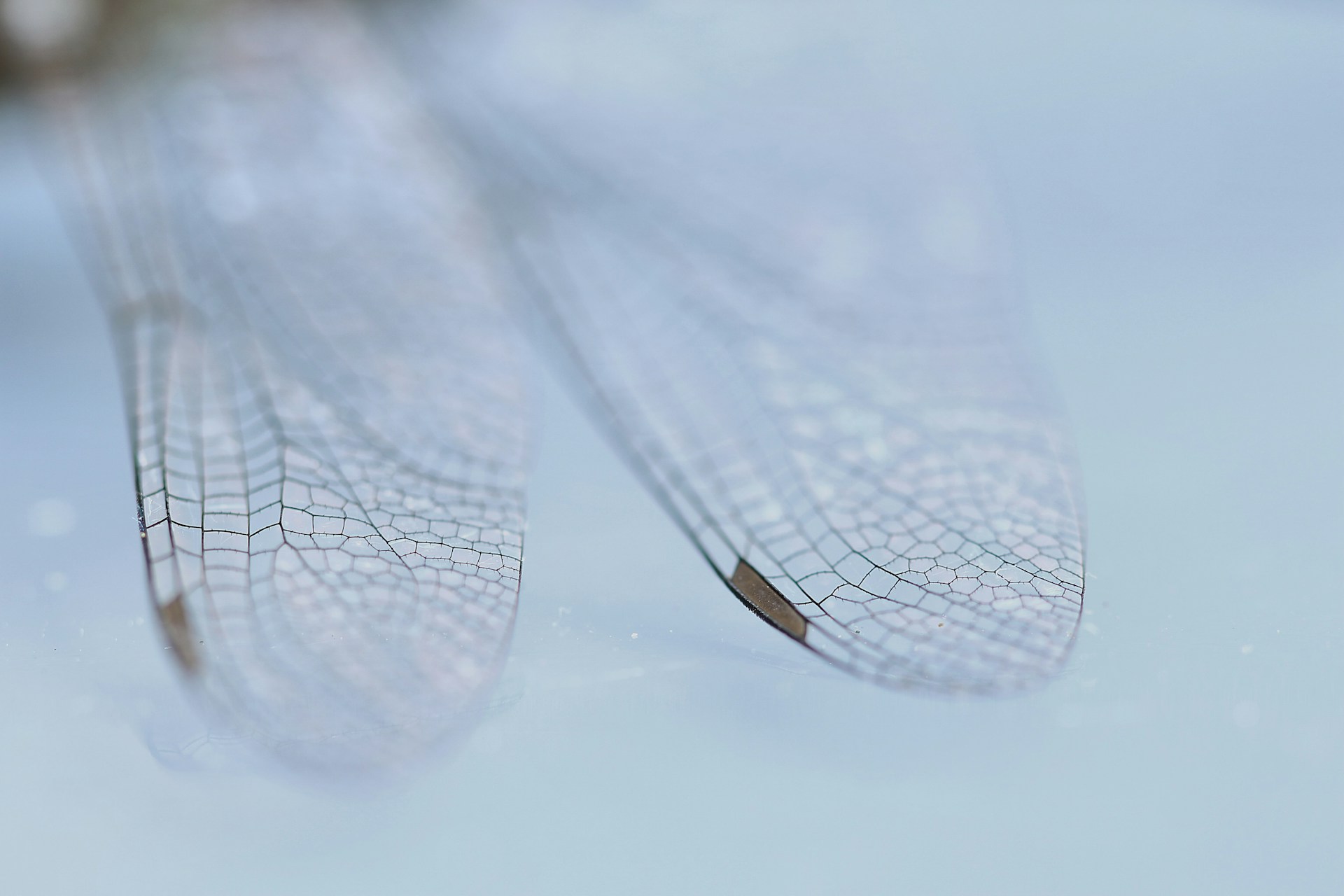 a close up of a dragon fly's wings in the snow