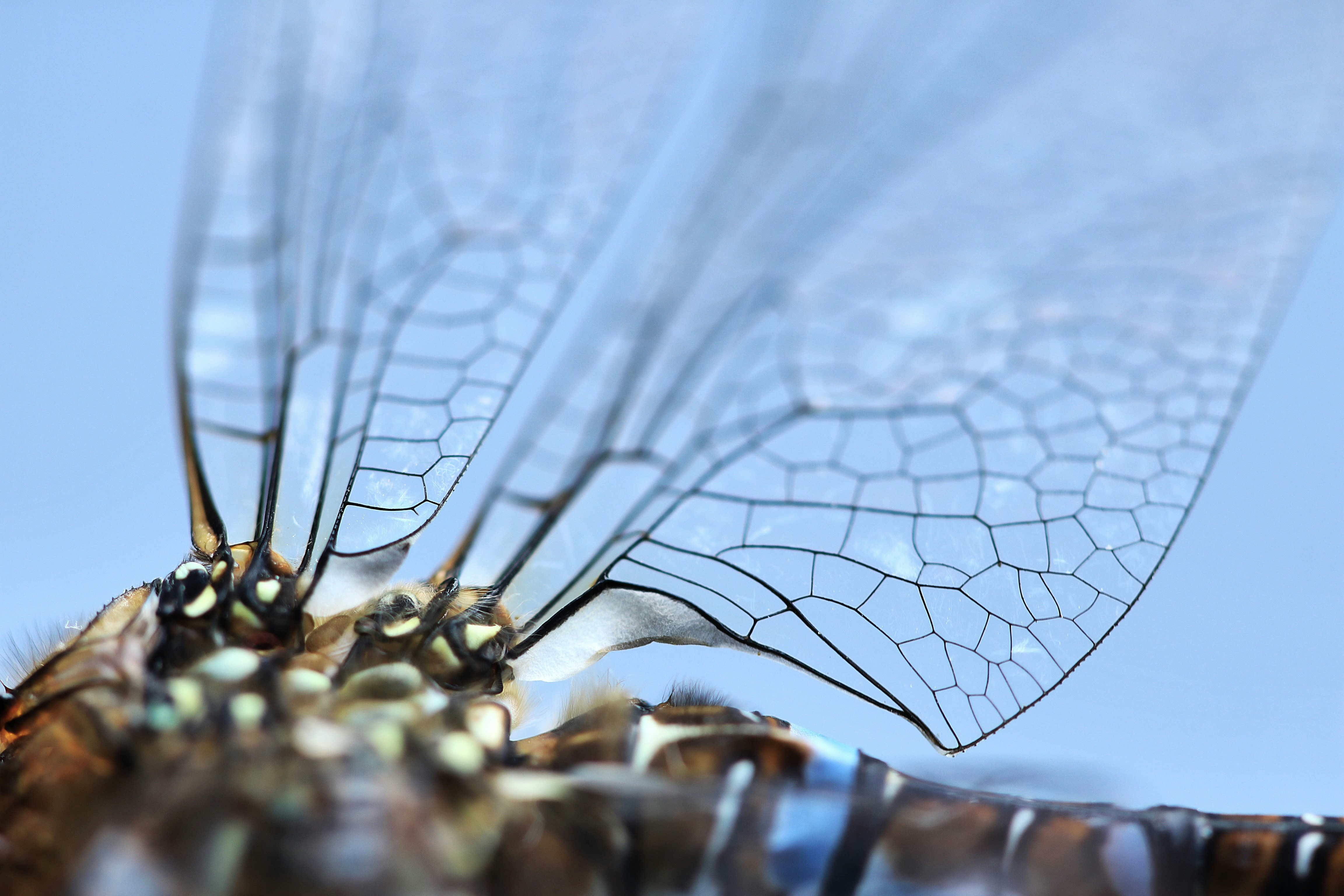 Afbeelding van Drachten