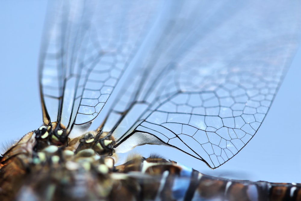 a close up of a fly with a blue sky in the background