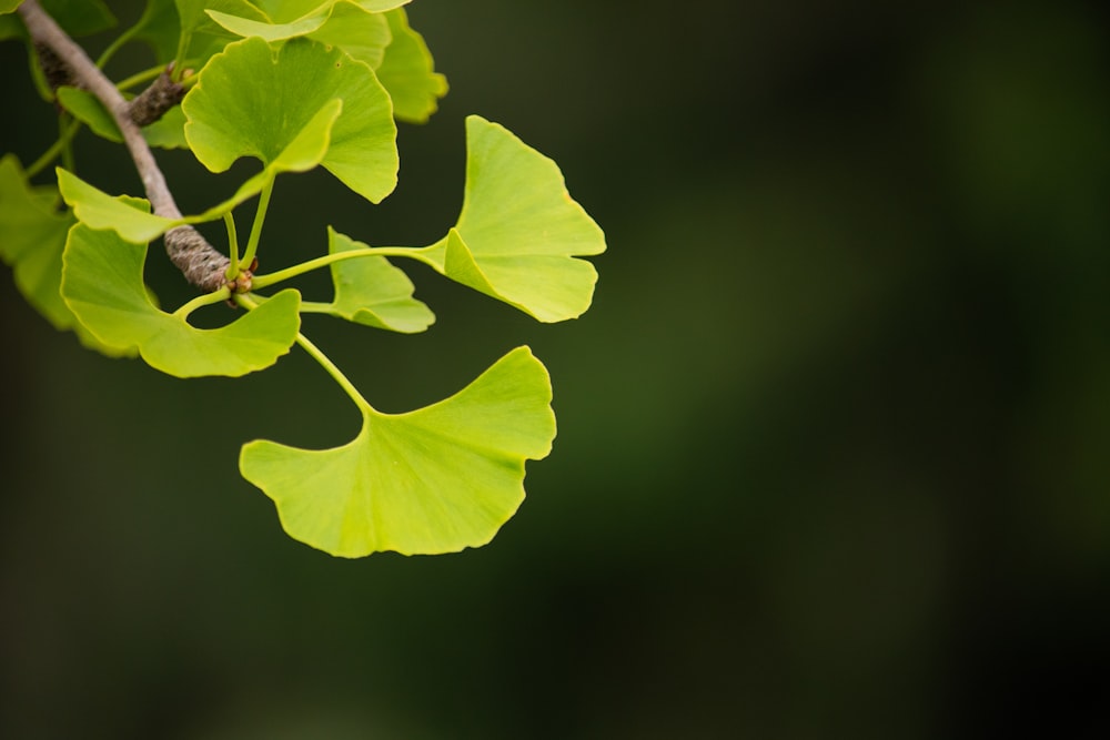 a close up of a leaf on a tree