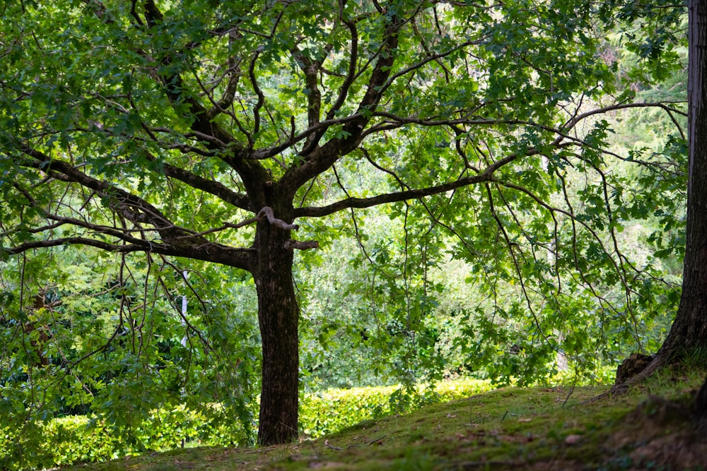 a large tree sitting on top of a lush green hillside