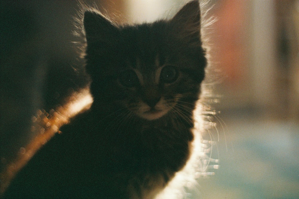 a small black kitten sitting on top of a table