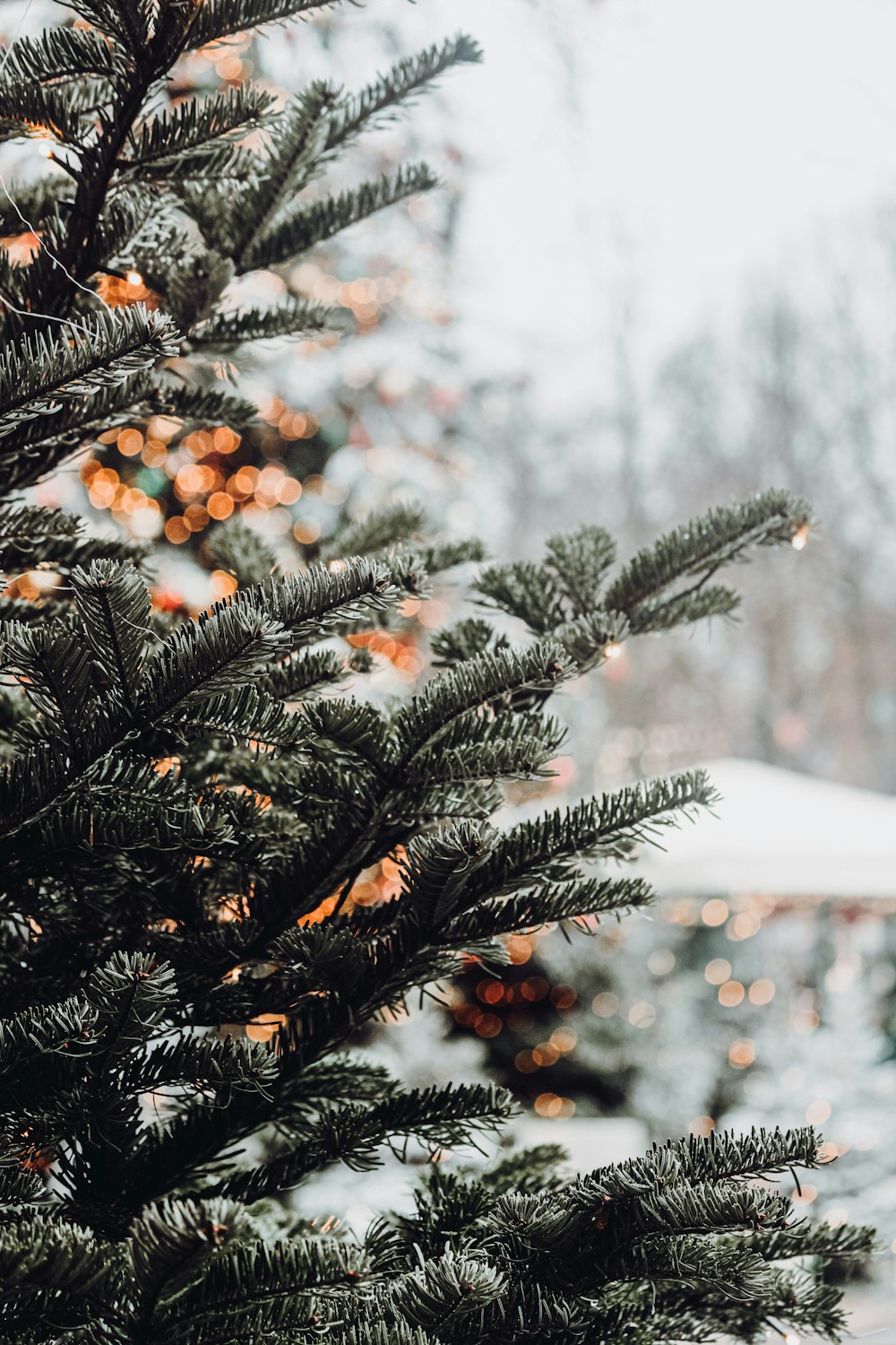 a close up of a pine tree in the snow