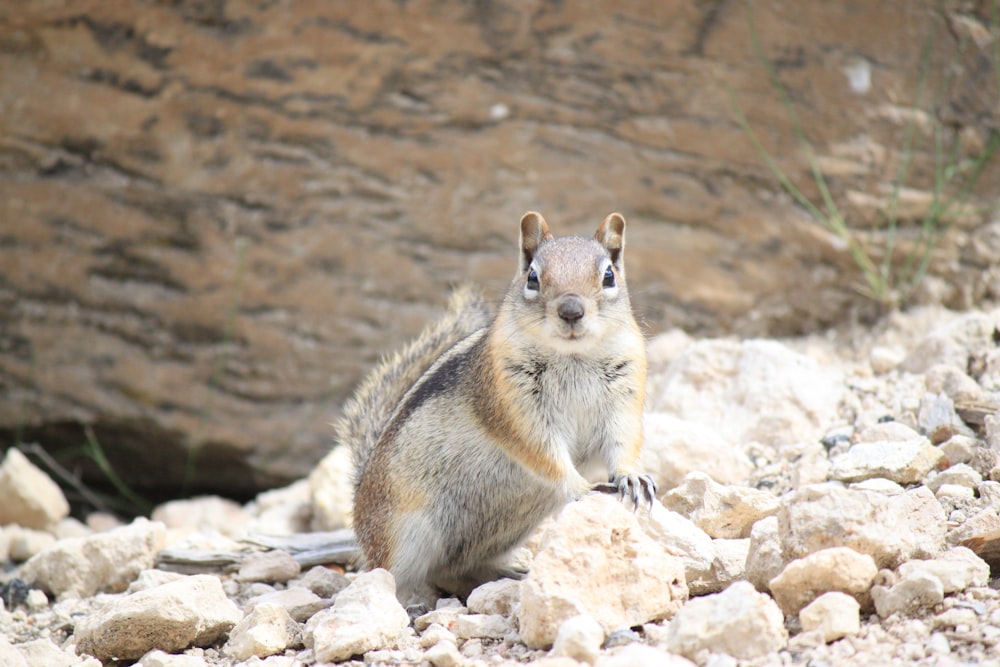 a squirrel is sitting on a rock and looking up