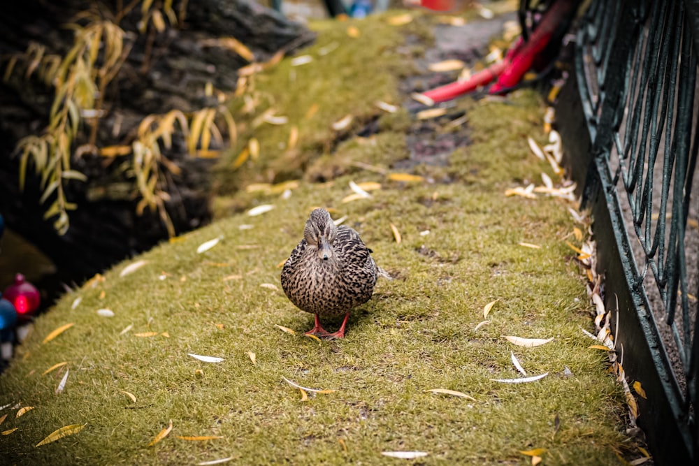 a small bird standing on top of a lush green field