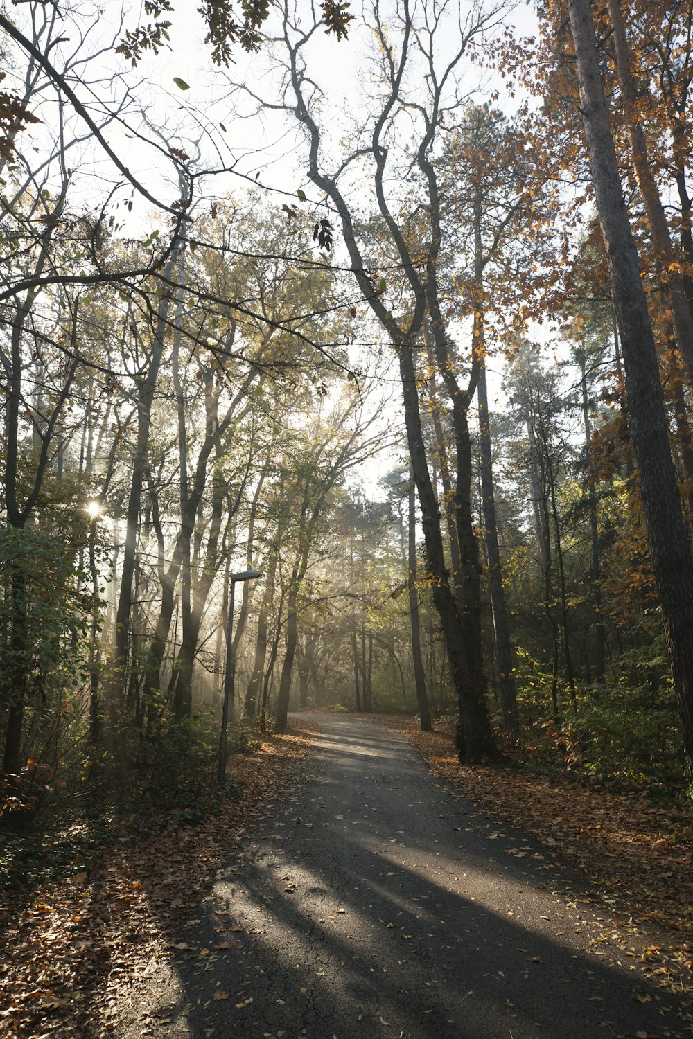 the sun shines through the trees in the woods