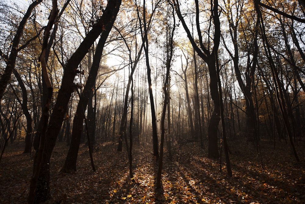 the sun shines through the trees in the woods