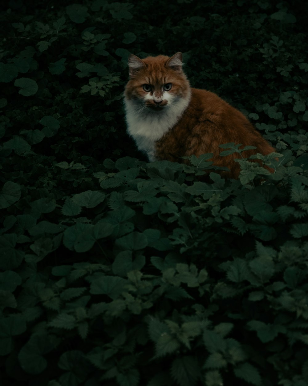 a cat sitting in the middle of a forest