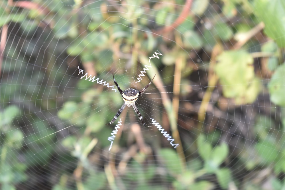 a close up of a spider on a web