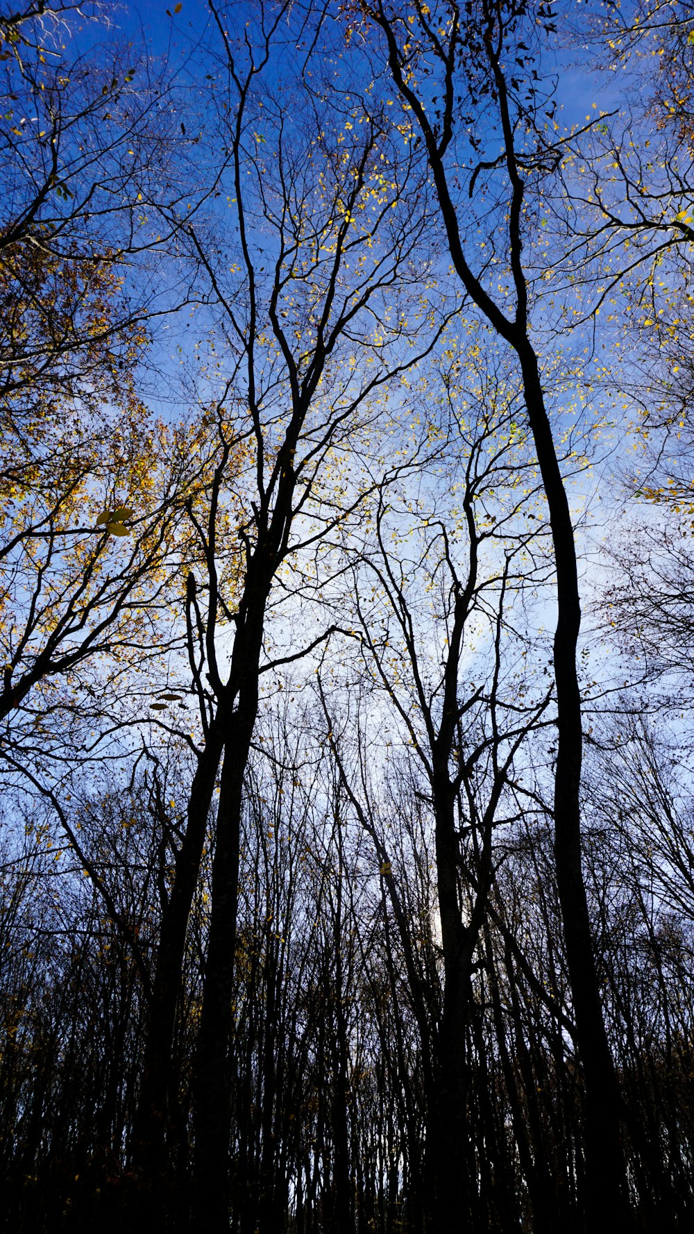 a group of trees with no leaves on them