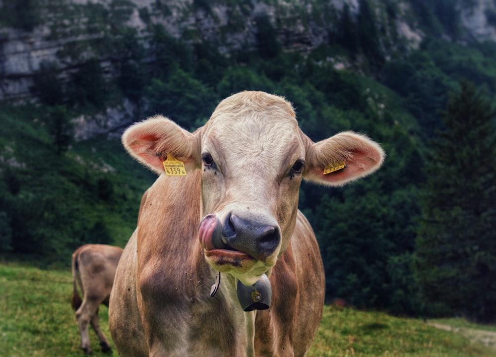 a brown cow standing on top of a lush green field