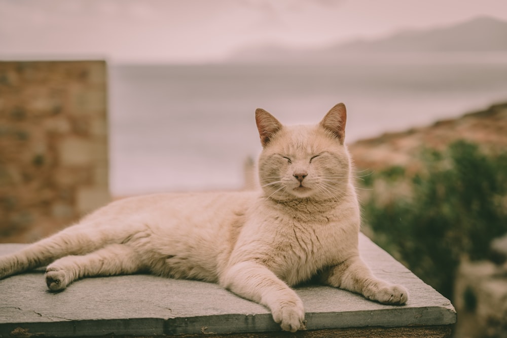 a white cat laying on top of a roof