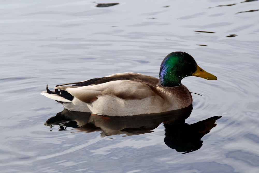 a duck floating on top of a body of water