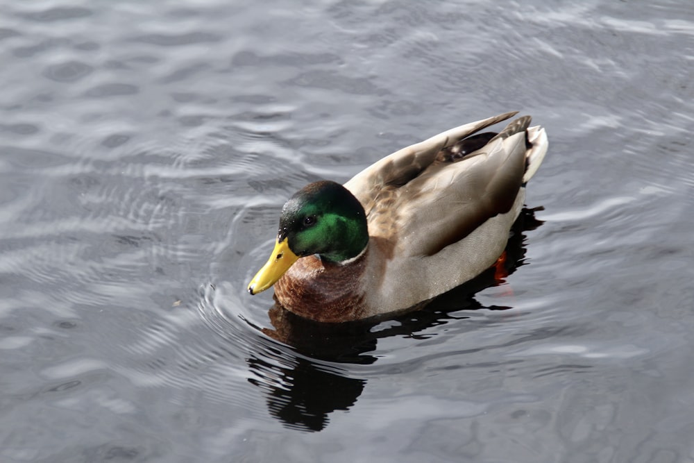 a duck swimming on top of a body of water