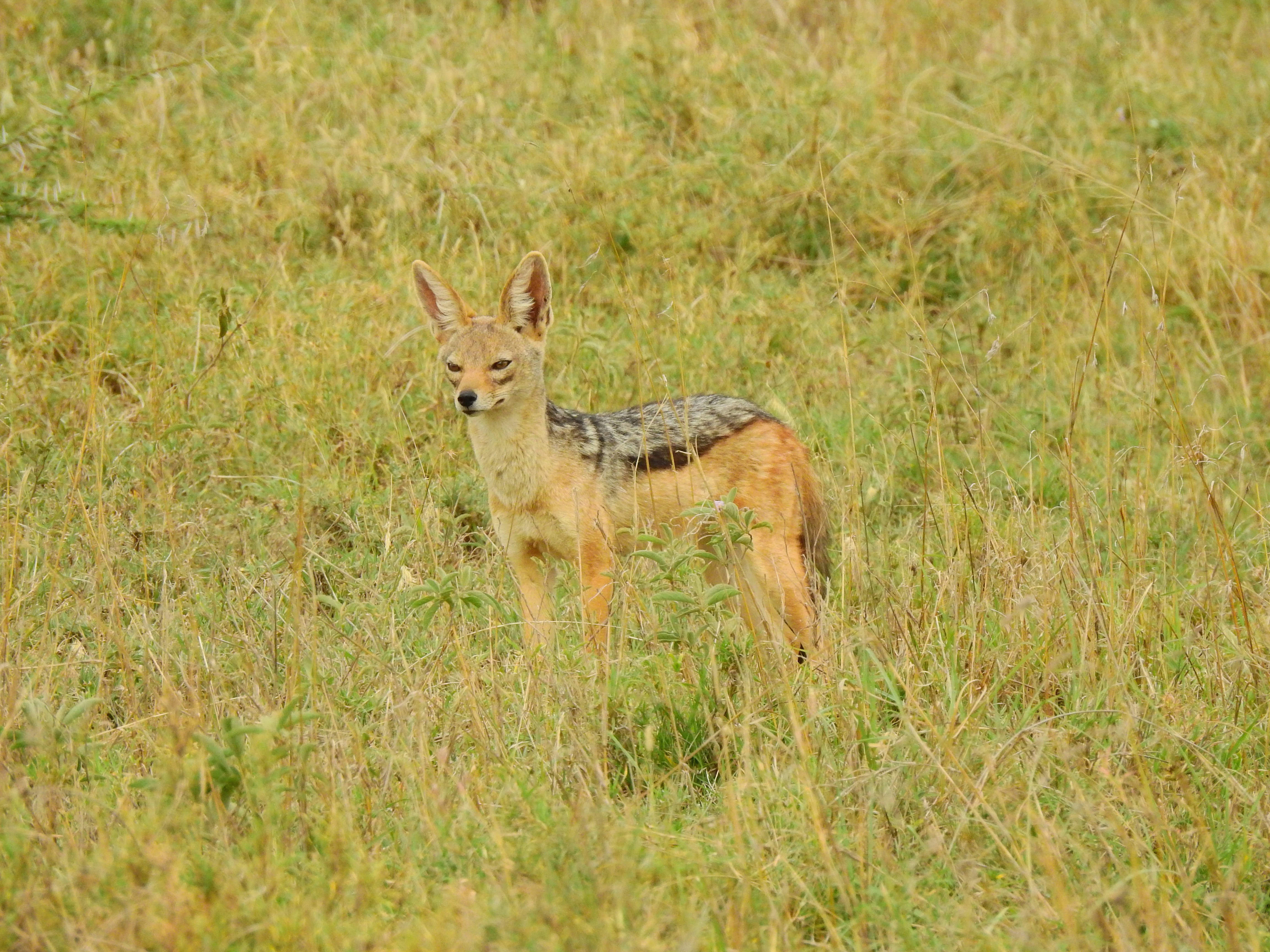 a small animal standing in a field of tall grass