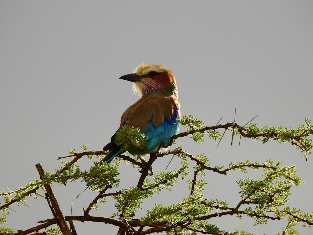 a colorful bird sitting on top of a tree branch