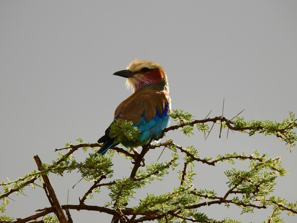 Un oiseau coloré assis au sommet d’une branche d’arbre