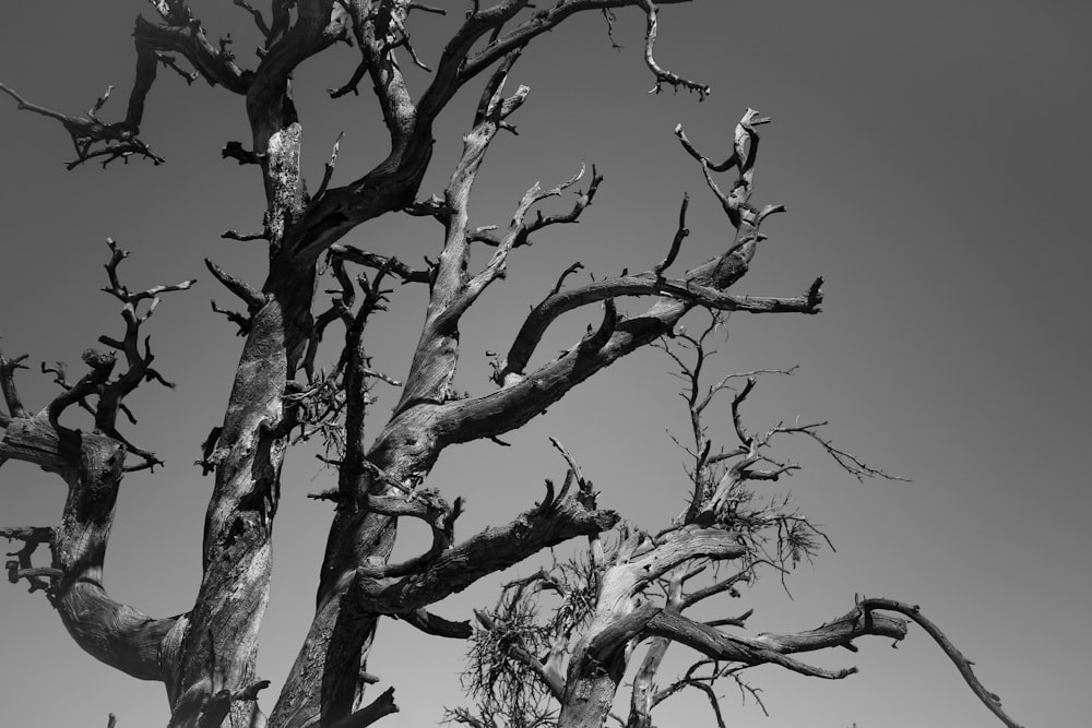 a black and white photo of a tree with no leaves