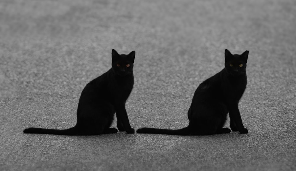 Un par de gatos negros sentados uno al lado del otro
