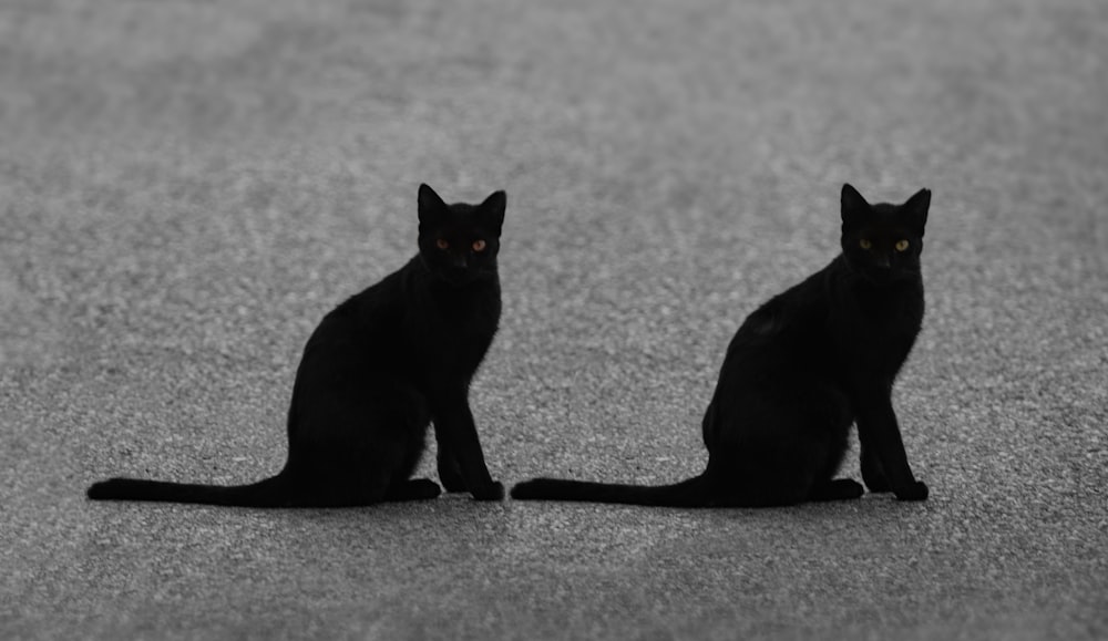 a couple of black cats sitting next to each other