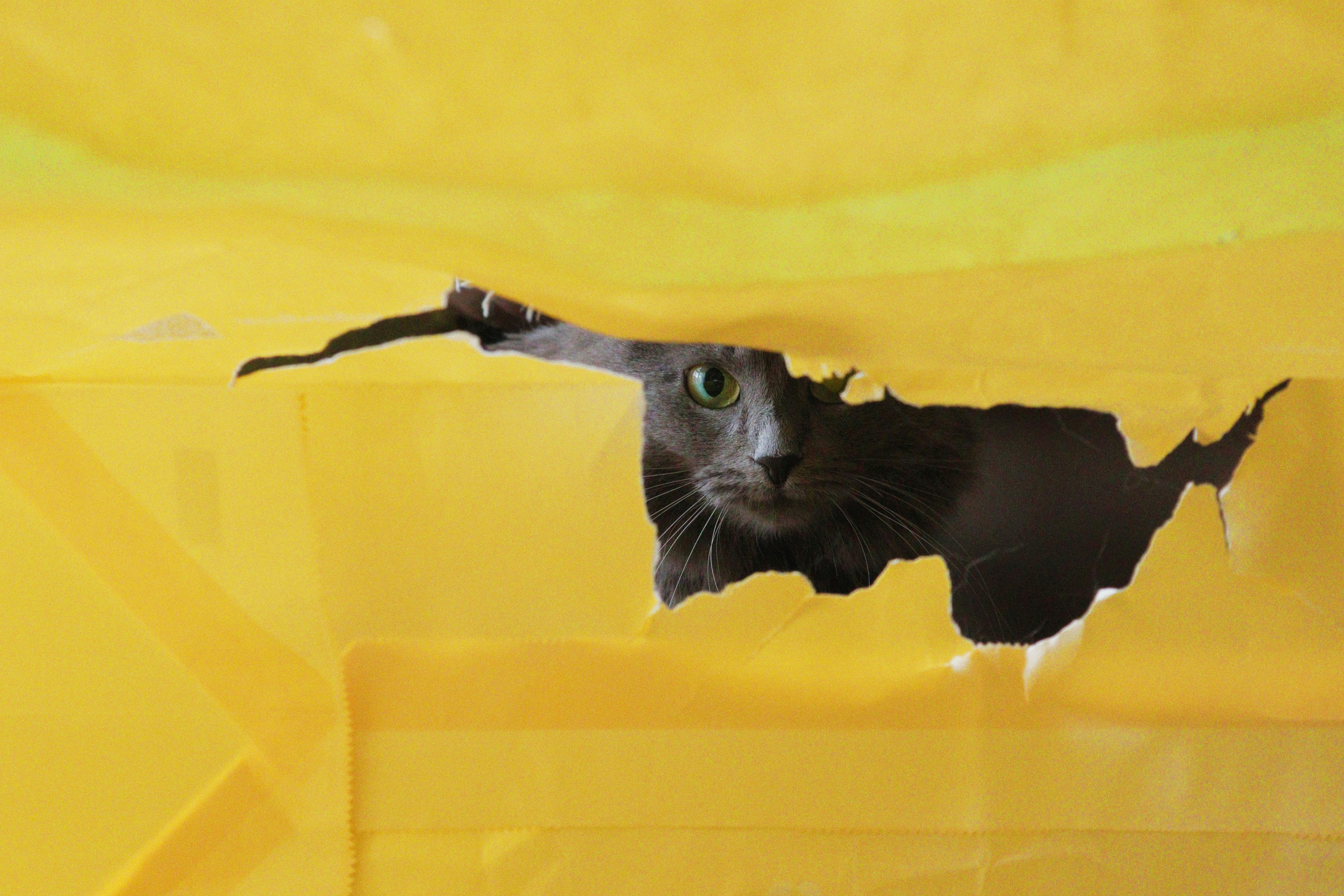 a cat looking through a hole in a yellow sheet