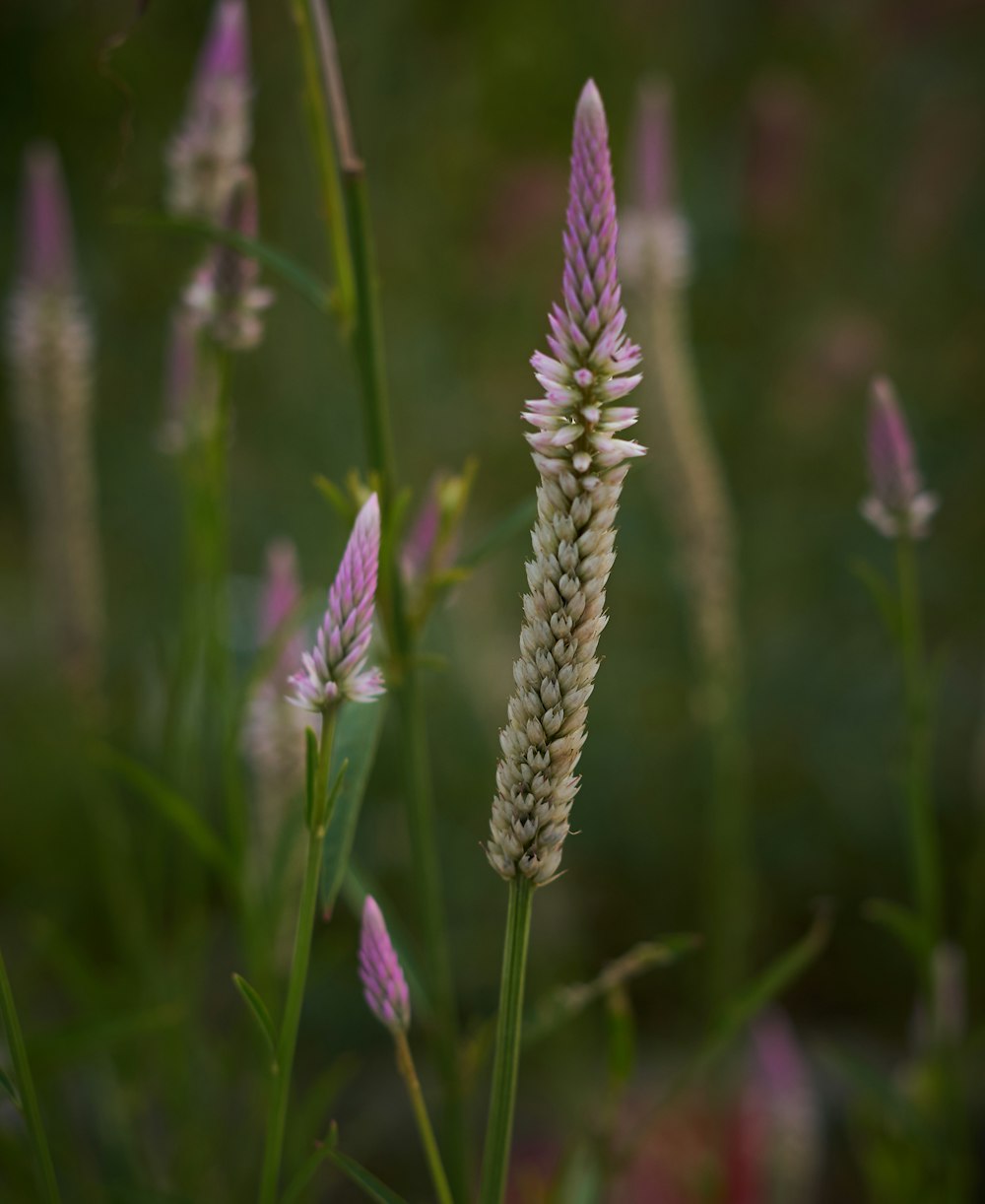 a close up of a flower with a blurry background