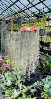 A greenhouse setting featuring numerous hanging plants with long, wispy leaves and various potted plants with diverse foliage. The structure is covered by a mesh roof, allowing sunlight to filter through.