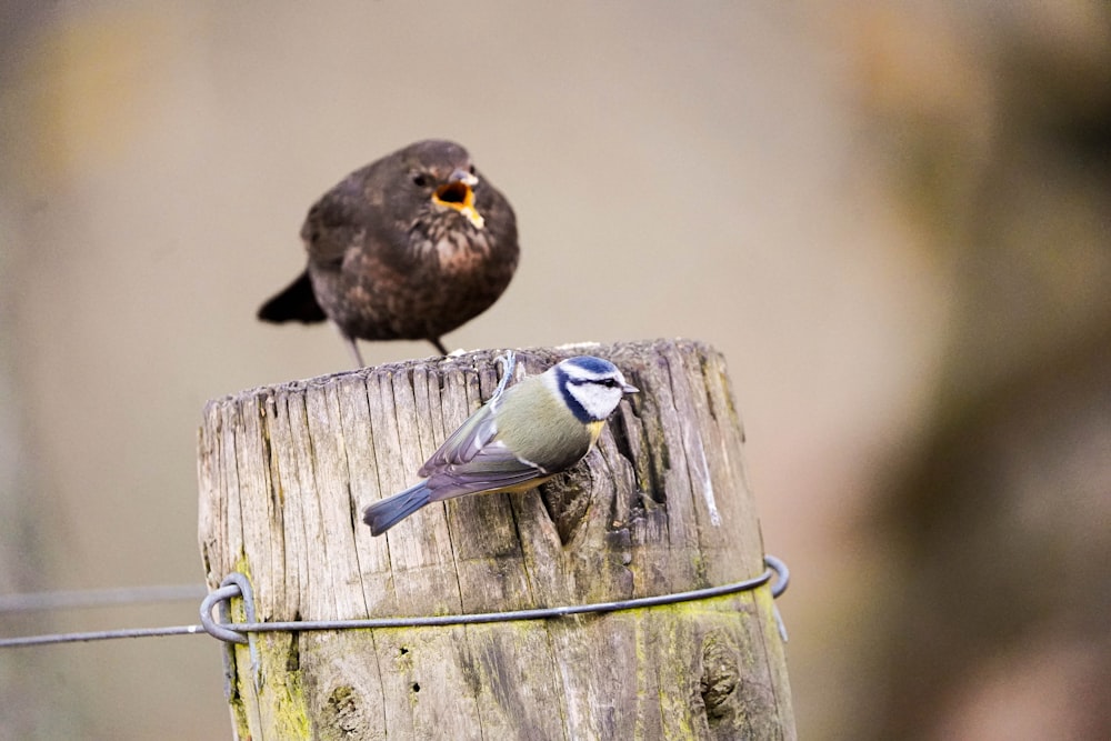 two small birds perched on top of a wooden post