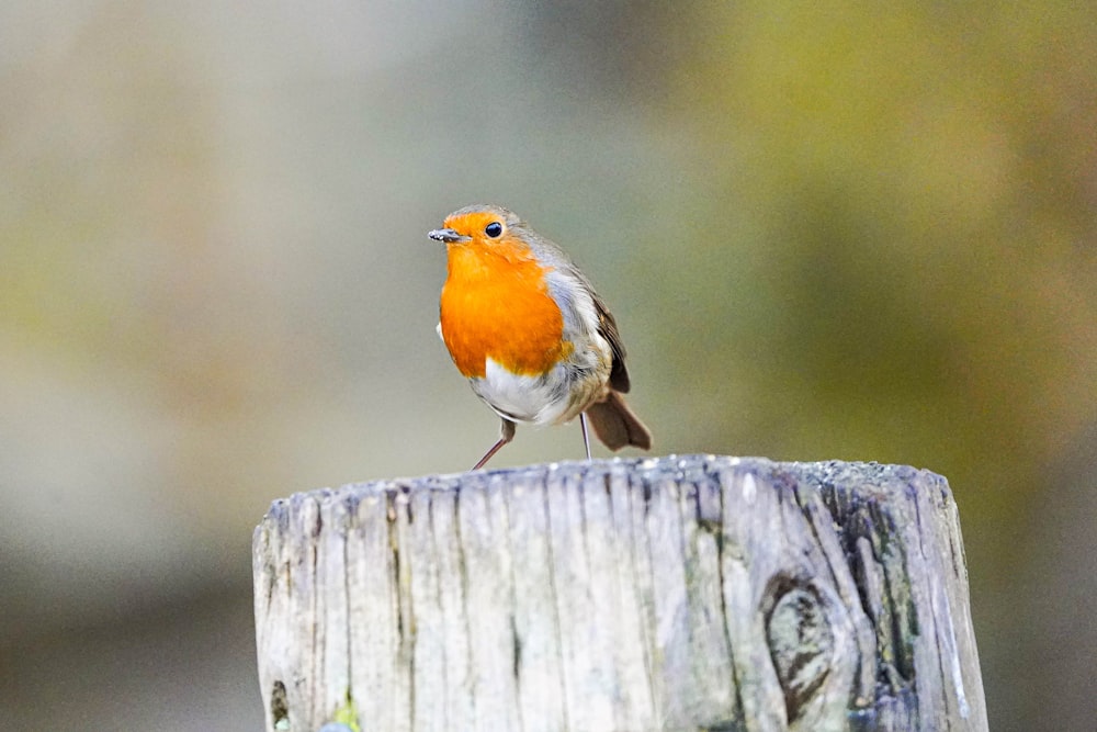 a small bird perched on top of a wooden post